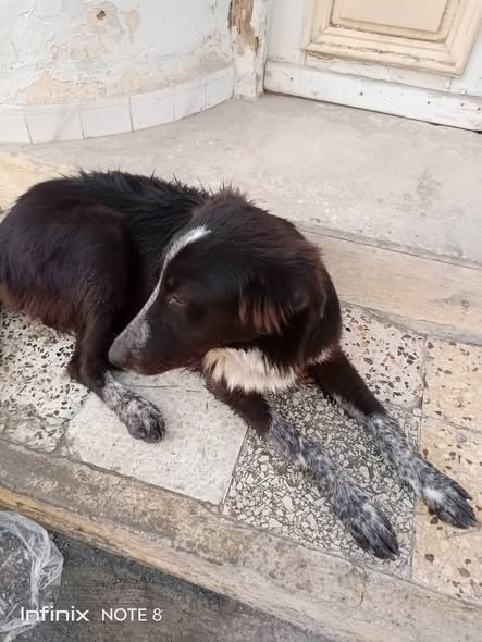 Chien à adopter