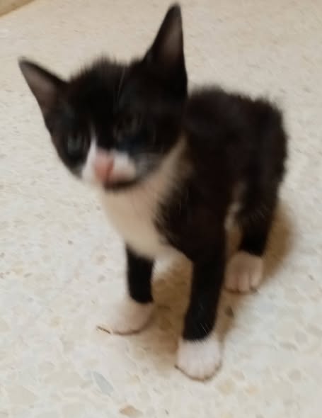Chat à adopter