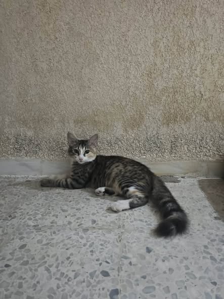Chat à adopter