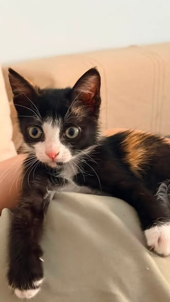 Chat à adopter