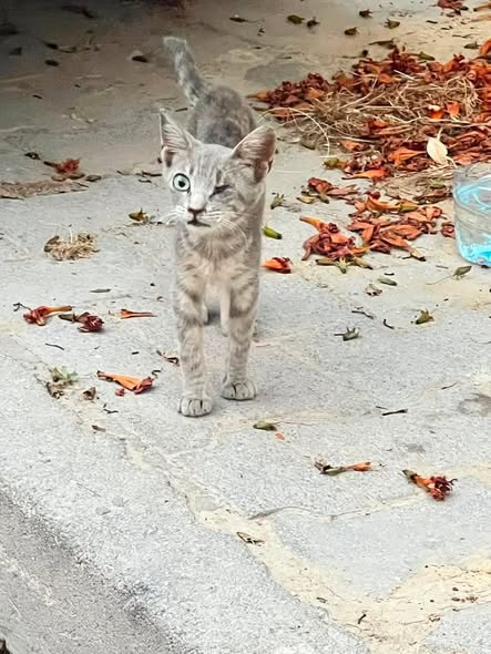 Animal à adopter