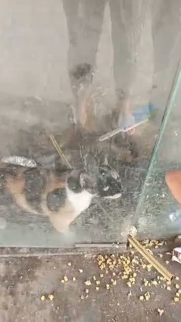 Chat à adopter