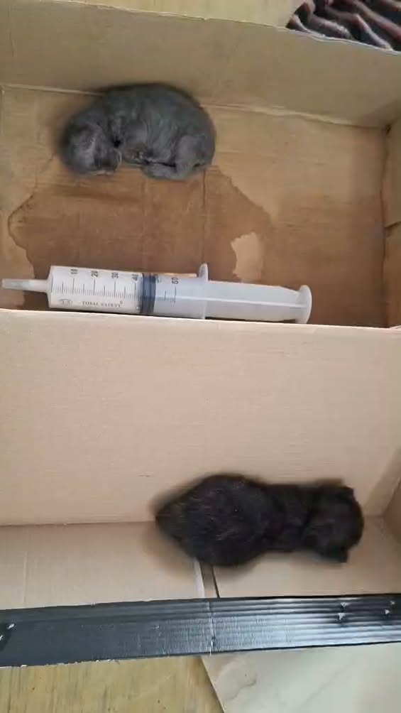Chat à adopter — Adoption d'animaux en Tunisie Sfax