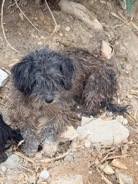Chien à adopter