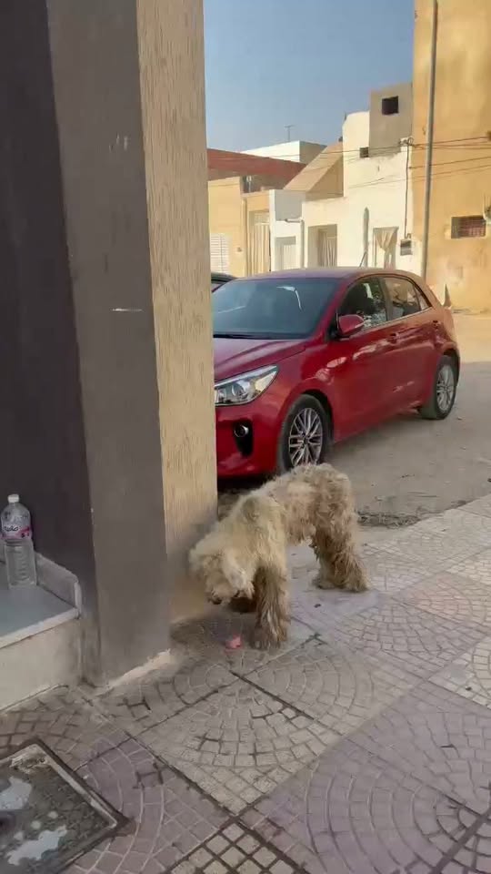 المسكين