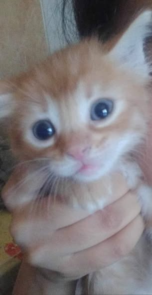 Chat à adopter
