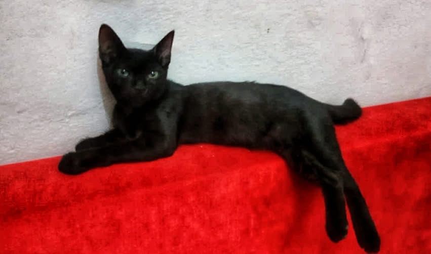 Chat à adopter