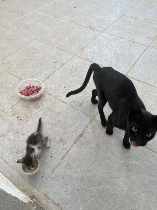 Chat à adopter