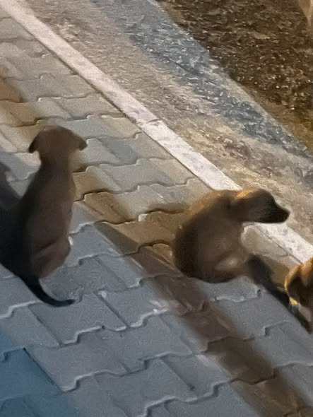Chien à adopter