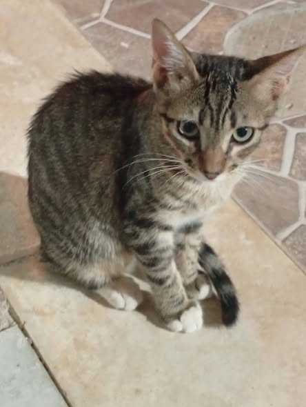 Chat à adopter