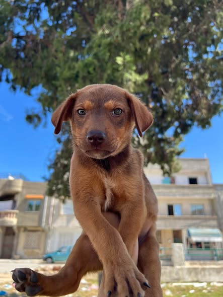 Chien à adopter