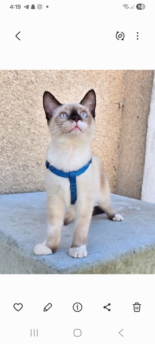 Chat à adopter — Adoption d'animaux en Tunisie Ben Arous