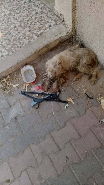 زهيرة