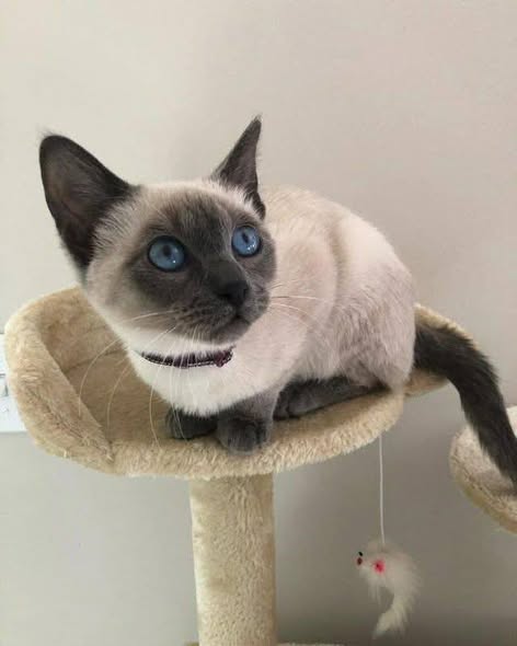 Chat à adopter