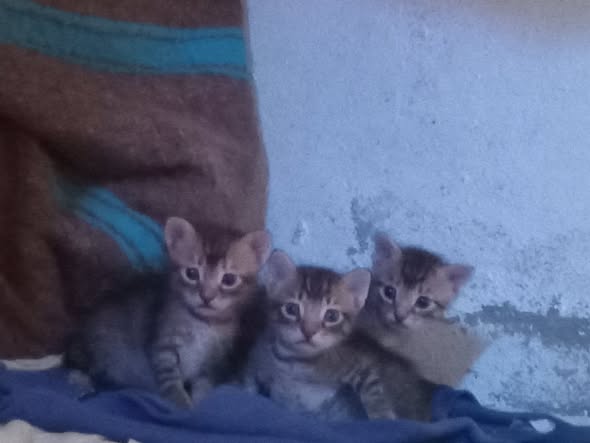 Chat à adopter