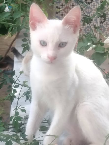 Chat à adopter