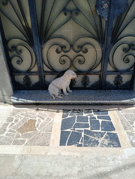 Chien à adopter