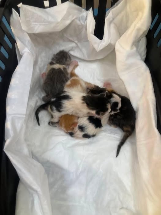 Chat à adopter