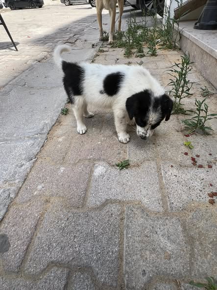 Chien à adopter