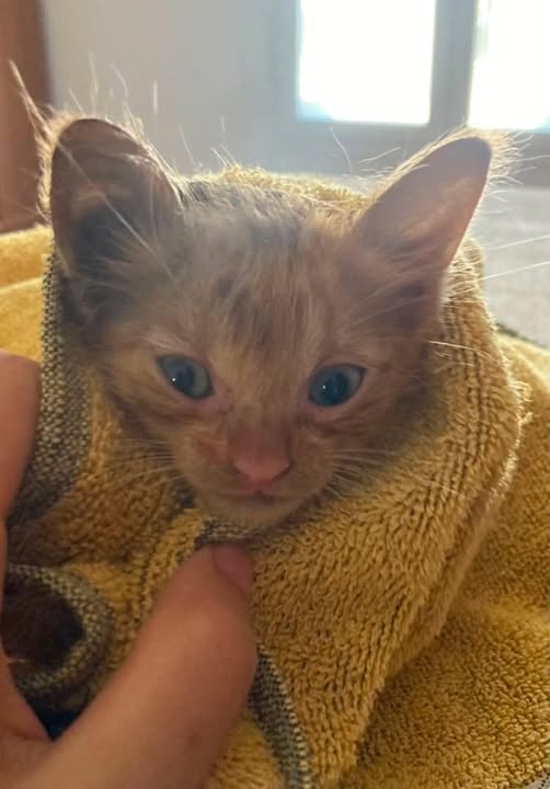 Chat à adopter