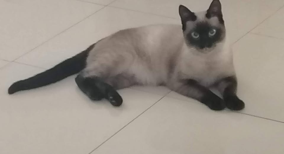 Chat à adopter