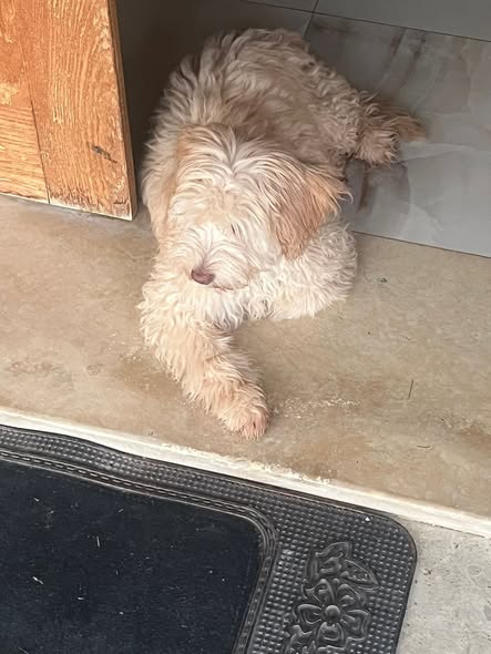 Chien à adopter — Adoption d'animaux en Tunisie Tunis