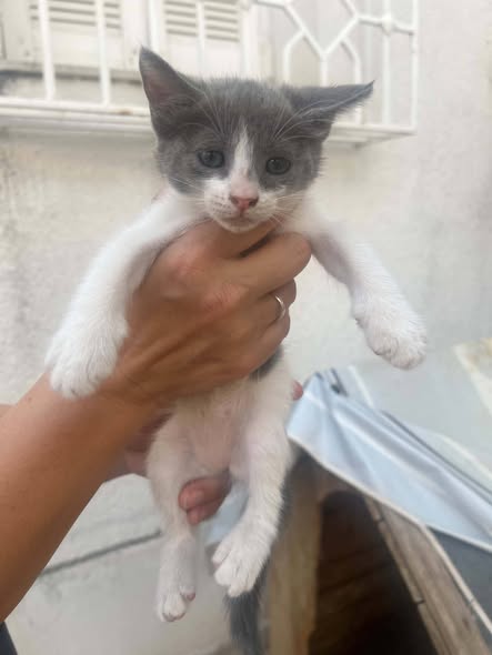 Chat à adopter