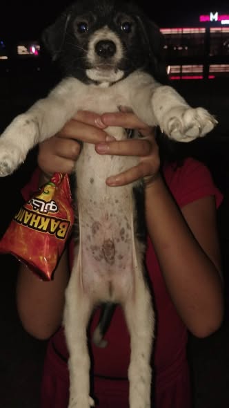 Chien à adopter