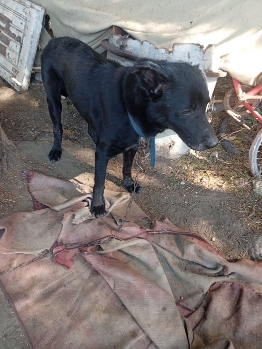 Chien à adopter