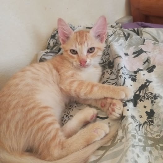Chat à adopter — Pet adoption in Tunisia Sfax