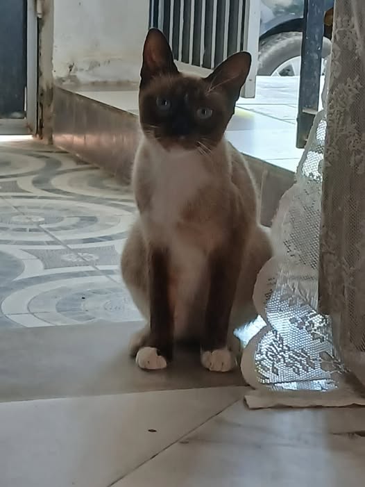 المزيانة