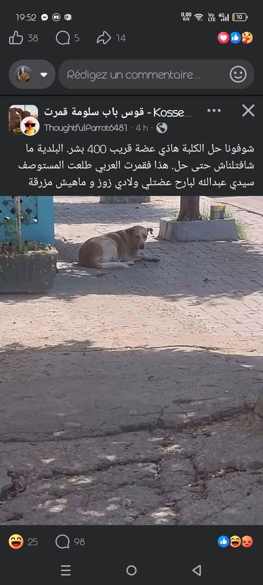 Chien à adopter