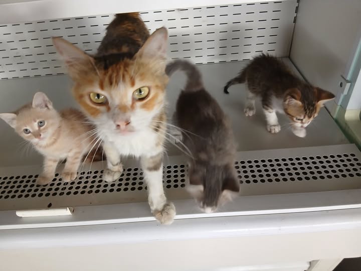Chat à adopter