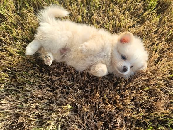 Chien à adopter