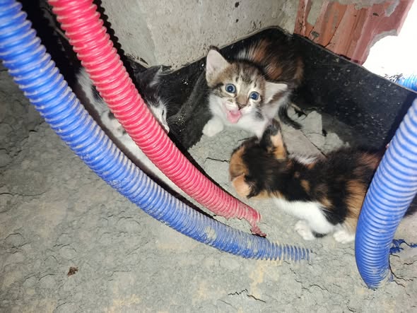 Chat à adopter