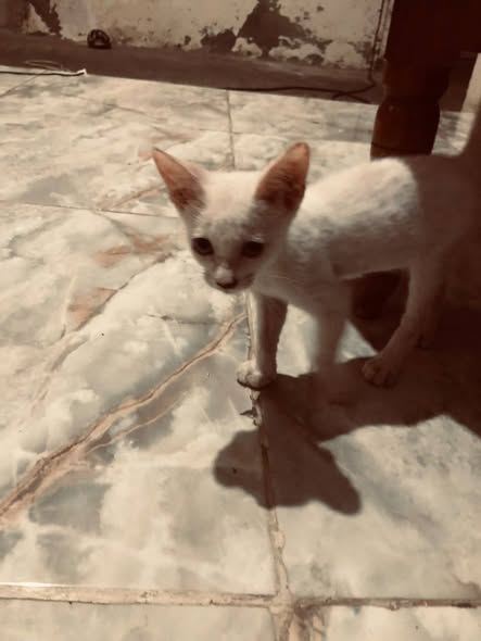 Chat à adopter — تبني الحيوانات في تونس سوسة