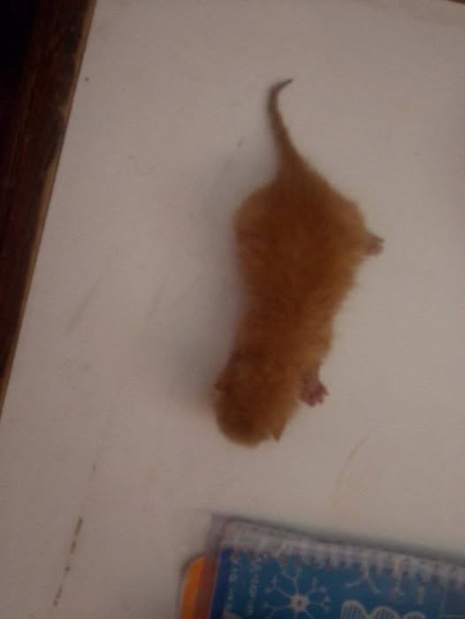 Chat à adopter