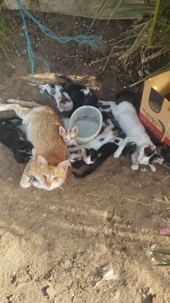 Animal à adopter