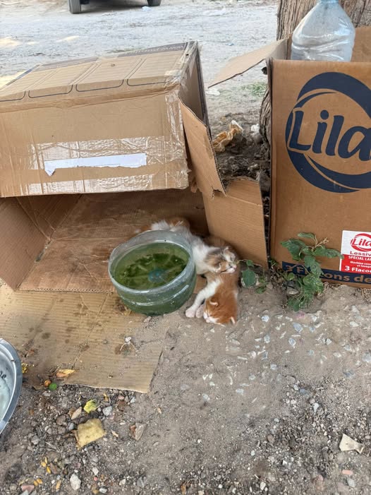 Lila