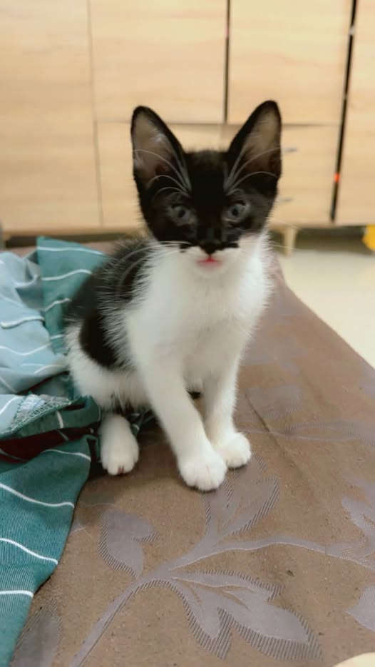 Chat à adopter