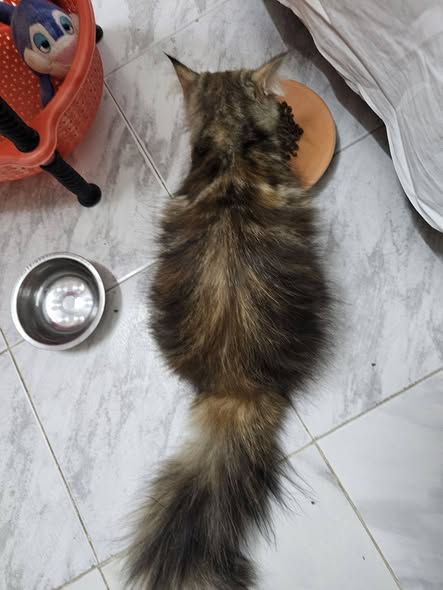 Chat à adopter