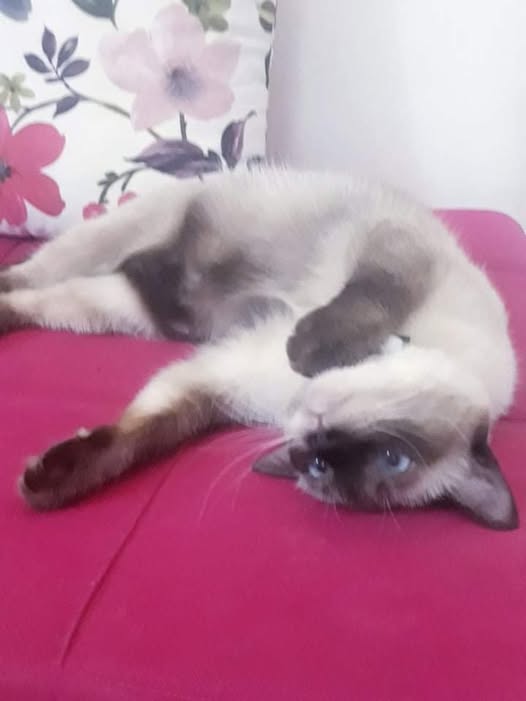 Kitty