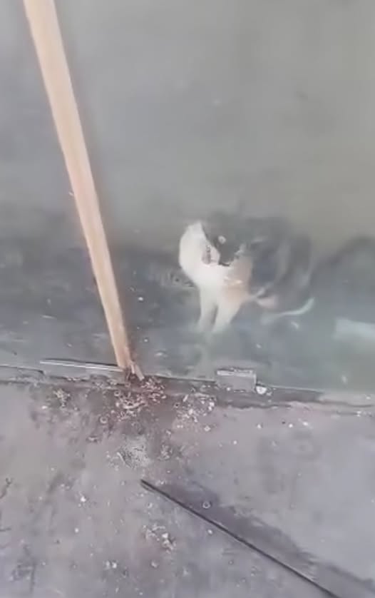 Chat à adopter