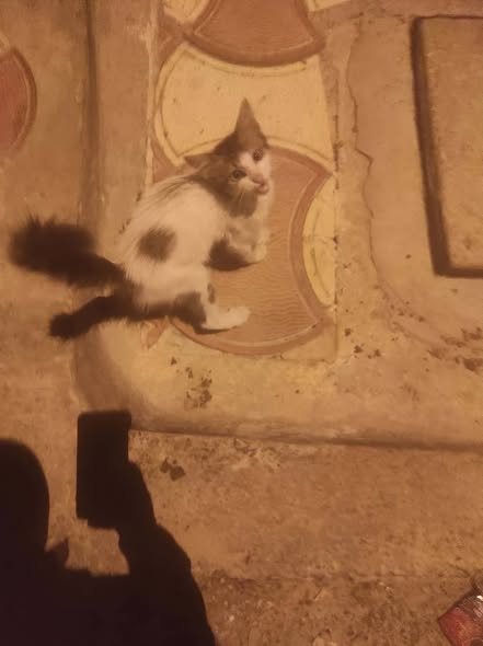 Chat à adopter
