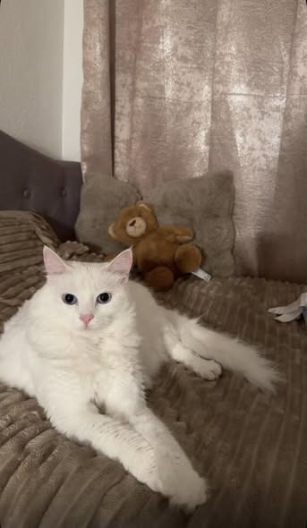 Chat à adopter