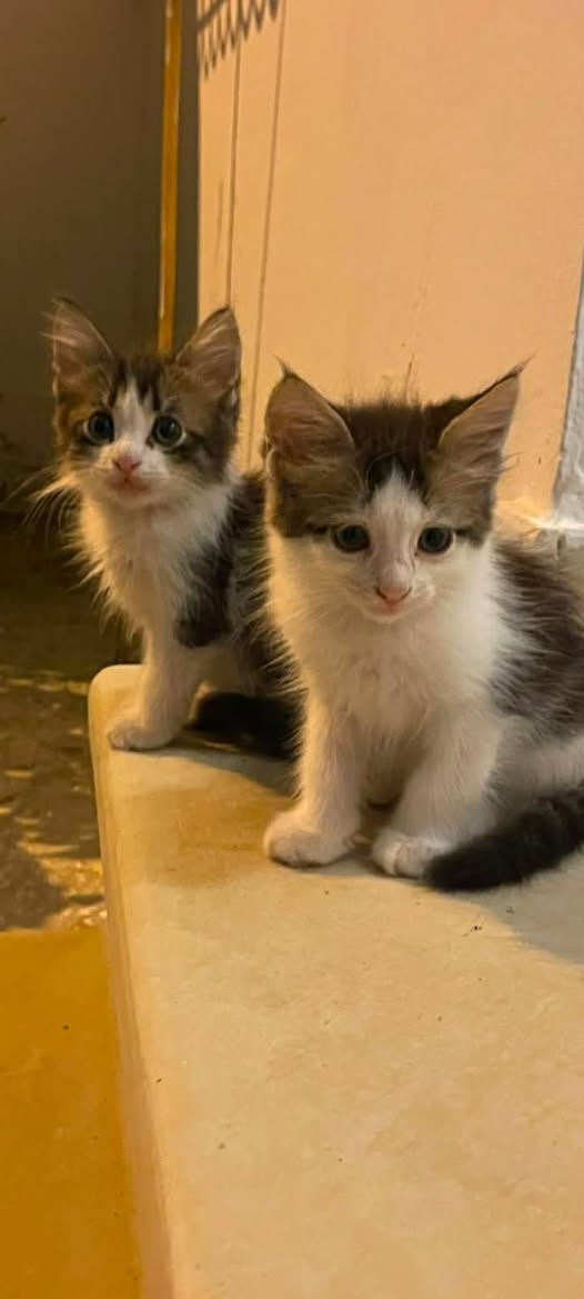 Chat à adopter