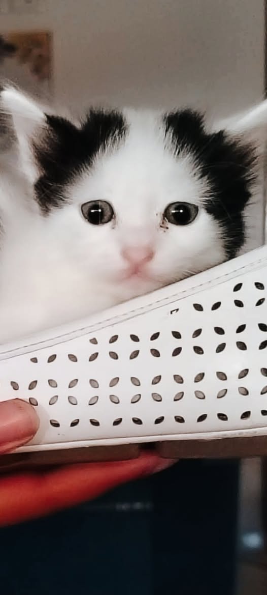 Chat à adopter