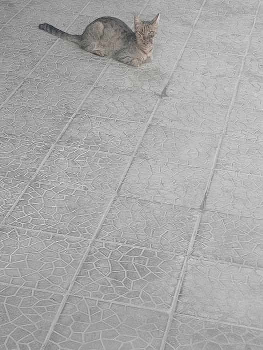 Chat à adopter — Adoption d'animaux en Tunisie Ariana
