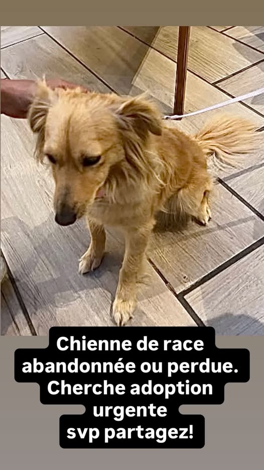 Animal à adopter