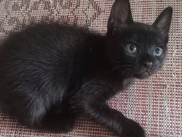 Chat à adopter
